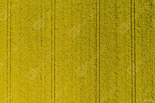 Aerial view over the Canola agricultural field  : Stock Photo or Stock Video Download rcfotostock photos, images and assets rcfotostock | RC Photo Stock.: