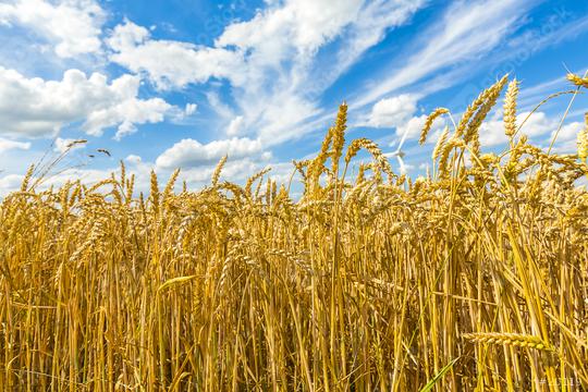 agriculture cornfield with blue cloudy sky in summer  : Stock Photo or Stock Video Download rcfotostock photos, images and assets rcfotostock | RC Photo Stock.: