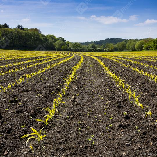 Agriculture shot: rows of young corn plants growing on a vast field with dark fertile soil leading to the horizon  : Stock Photo or Stock Video Download rcfotostock photos, images and assets rcfotostock | RC Photo Stock.: