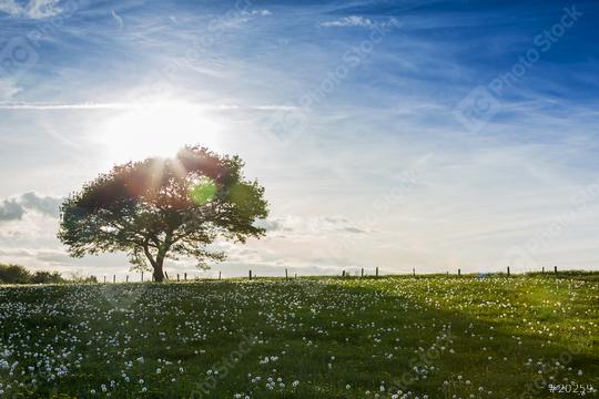 alone old oak tree on a hill with dandelion meadow on sunset and Blue Sky at spring in the Eifel natonal park  : Stock Photo or Stock Video Download rcfotostock photos, images and assets rcfotostock | RC Photo Stock.: