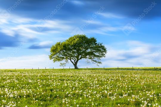 Alone Old oak tree on dandelion meadow with Blue cloudy Sky at spring in the Eifel germany  : Stock Photo or Stock Video Download rcfotostock photos, images and assets rcfotostock | RC Photo Stock.: