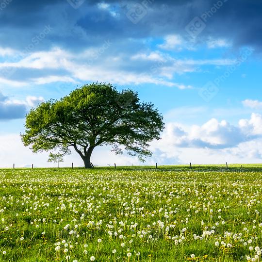 Alone Old oak tree on dandelion meadow with Blue cloudy Sky at summer in the Eifel germany  : Stock Photo or Stock Video Download rcfotostock photos, images and assets rcfotostock | RC Photo Stock.: