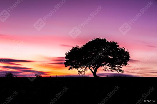 Alone Old tree silhouette on colorful sunset in summer at the Eifel national park  : Stock Photo or Stock Video Download rcfotostock photos, images and assets rcfotostock | RC Photo Stock.: