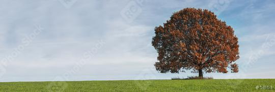Alone red autumn tree on a meadow with a lot of copyspace  : Stock Photo or Stock Video Download rcfotostock photos, images and assets rcfotostock | RC Photo Stock.: