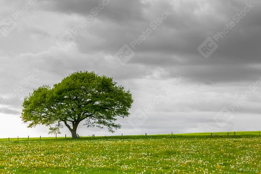 Alone tree on meadow with gray dramatically decrease Cloudy Sky in sping   : Stock Photo or Stock Video Download rcfotostock photos, images and assets rcfotostock | RC Photo Stock.:
