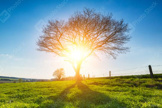 Alone tree on spring meadow at sunset and blue Sky  : Stock Photo or Stock Video Download rcfotostock photos, images and assets rcfotostock | RC Photo Stock.: