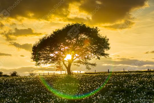 Alone tree onspring meadow at sunset with sunray and Cloudy Sky  : Stock Photo or Stock Video Download rcfotostock photos, images and assets rcfotostock | RC Photo Stock.: