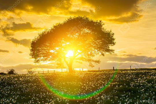 Alone tree onspring meadow at sunset with sunray and Cloudy Sky  : Stock Photo or Stock Video Download rcfotostock photos, images and assets rcfotostock | RC Photo Stock.:
