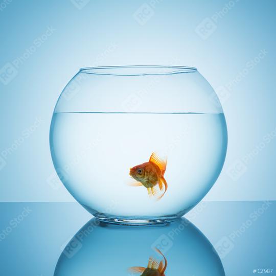 amazed goldfish swims in a fishbowl  : Stock Photo or Stock Video Download rcfotostock photos, images and assets rcfotostock | RC Photo Stock.: