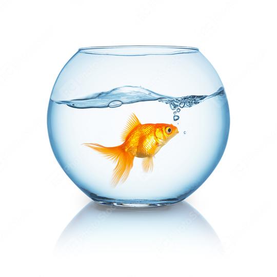 amazed looking goldfish in a fishbowl  : Stock Photo or Stock Video Download rcfotostock photos, images and assets rcfotostock | RC Photo Stock.:
