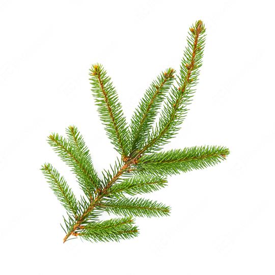 Amazing fir branch for Christmas isolated on white  : Stock Photo or Stock Video Download rcfotostock photos, images and assets rcfotostock | RC Photo Stock.: