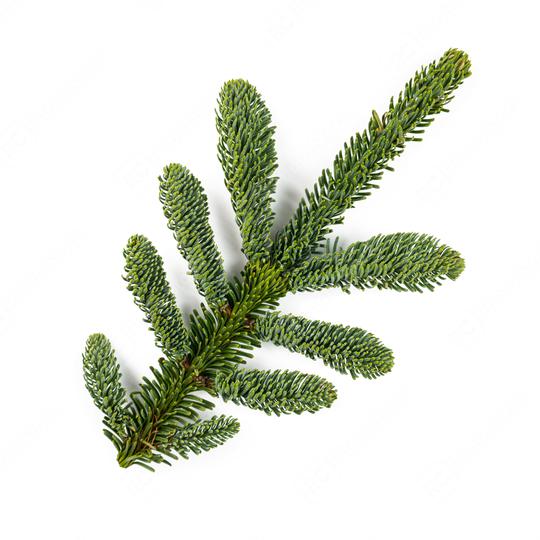 Amazing Nobilis fir branch for decoration, isolated on white  : Stock Photo or Stock Video Download rcfotostock photos, images and assets rcfotostock | RC Photo Stock.:
