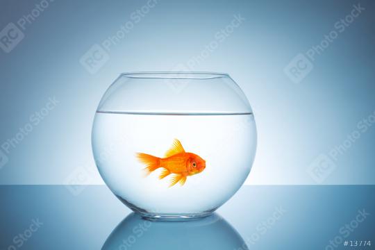 angry goldfish in a fishbowl  : Stock Photo or Stock Video Download rcfotostock photos, images and assets rcfotostock | RC-Photo-Stock.: