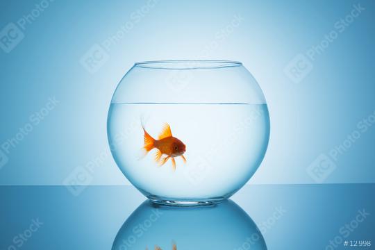 angry goldfish in a fishbowl glass  : Stock Photo or Stock Video Download rcfotostock photos, images and assets rcfotostock | RC Photo Stock.: