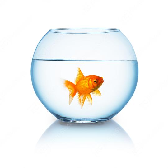 angry looking goldfish in a fishbowl  : Stock Photo or Stock Video Download rcfotostock photos, images and assets rcfotostock | RC Photo Stock.: