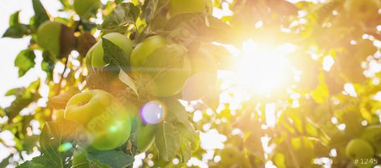 apples on apple tree branch, bright rays of the sun, copyspace for your individual text, banner size  : Stock Photo or Stock Video Download rcfotostock photos, images and assets rcfotostock | RC Photo Stock.: