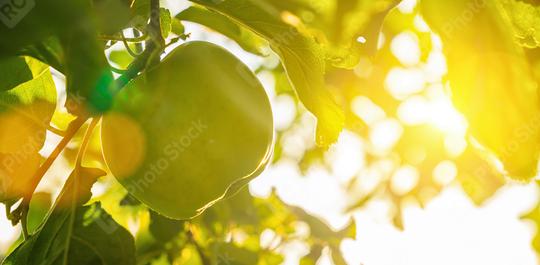 apples on apple tree branch, copyspace for your individual text, banner size  : Stock Photo or Stock Video Download rcfotostock photos, images and assets rcfotostock | RC Photo Stock.: