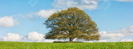 autumn landscape with oak tree and blue sky  : Stock Photo or Stock Video Download rcfotostock photos, images and assets rcfotostock | RC Photo Stock.: