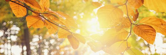 Autumn leaves on the sun and blurred trees . Fall season background   : Stock Photo or Stock Video Download rcfotostock photos, images and assets rcfotostock | RC Photo Stock.: