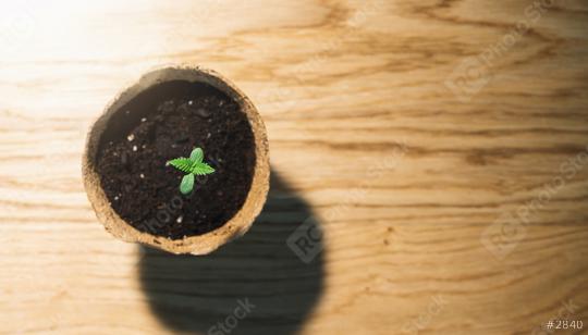 baby cannabis plant in a pot. Vegetative stage of marijuana growing. copyspace for your individual text.  : Stock Photo or Stock Video Download rcfotostock photos, images and assets rcfotostock | RC Photo Stock.:
