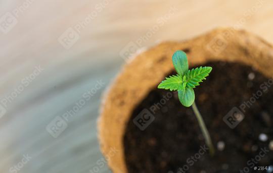 Baby cannabis plant. Vegetative stage of marijuana growing. copyspace for your individual text.  : Stock Photo or Stock Video Download rcfotostock photos, images and assets rcfotostock | RC Photo Stock.: