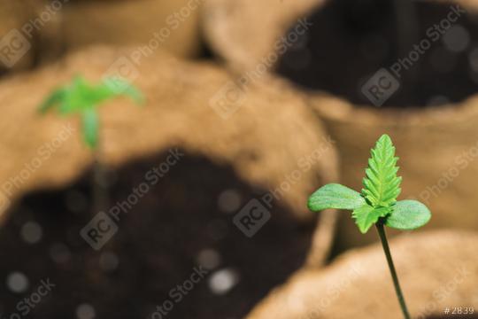 baby cannabis plant. Vegetative stage of marijuana growing. Indoor marijuana growing concept image  : Stock Photo or Stock Video Download rcfotostock photos, images and assets rcfotostock | RC Photo Stock.: