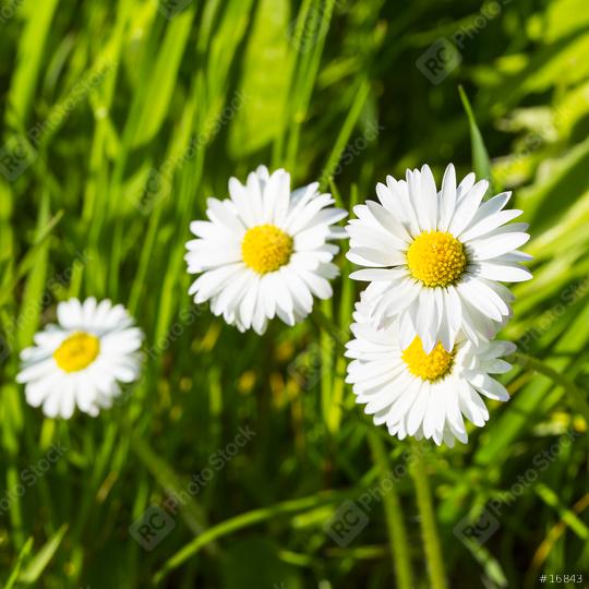 background with daisies and fresh green grass  : Stock Photo or Stock Video Download rcfotostock photos, images and assets rcfotostock | RC Photo Stock.: