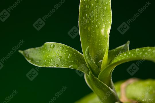 bamboo flower with water drops  : Stock Photo or Stock Video Download rcfotostock photos, images and assets rcfotostock | RC Photo Stock.: