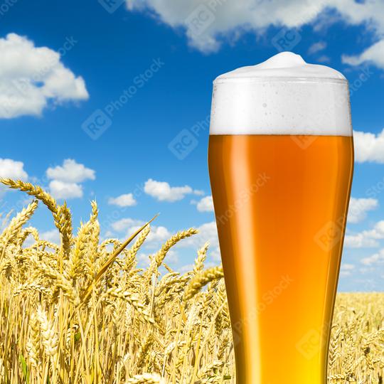 bayerisches weizenbier in einem weizenfeld  : Stock Photo or Stock Video Download rcfotostock photos, images and assets rcfotostock | RC Photo Stock.: