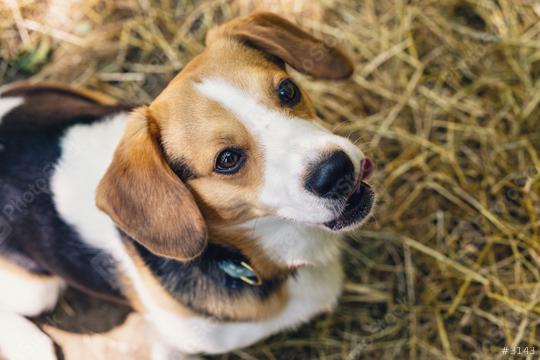 beagle dog sitting on the ground  : Stock Photo or Stock Video Download rcfotostock photos, images and assets rcfotostock | RC Photo Stock.: