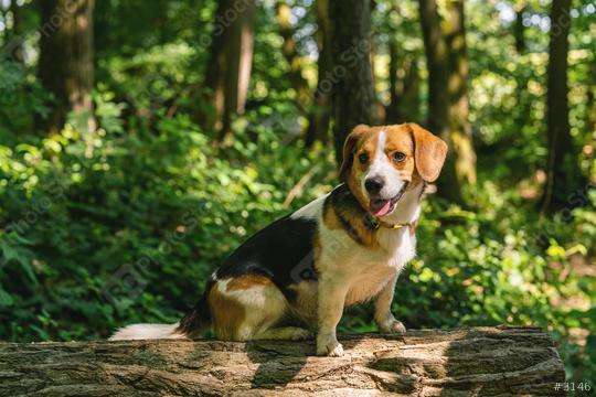 Beagle dogs, portrait  : Stock Photo or Stock Video Download rcfotostock photos, images and assets rcfotostock | RC Photo Stock.: