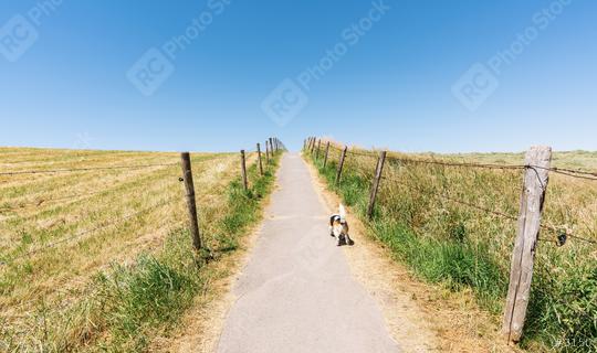 Beagle dogs walking on a path in to the blue sky  : Stock Photo or Stock Video Download rcfotostock photos, images and assets rcfotostock | RC Photo Stock.: