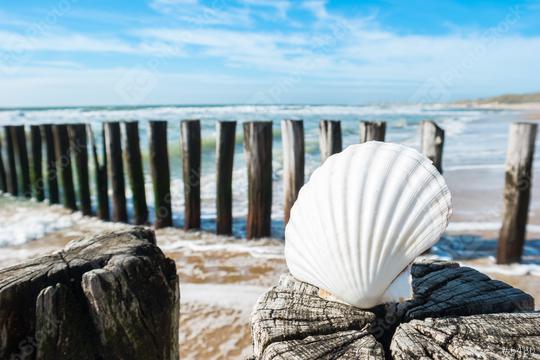 Beautiful beach view with shell on a groyne in Renesse, Holland  : Stock Photo or Stock Video Download rcfotostock photos, images and assets rcfotostock | RC Photo Stock.: