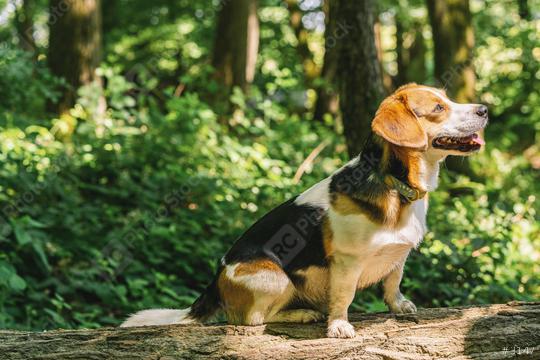 Beautiful Beagle dog in the woods, copyspace for your individual text  : Stock Photo or Stock Video Download rcfotostock photos, images and assets rcfotostock | RC Photo Stock.: