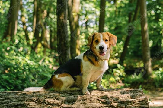 Beautiful Beagle dog sitting on a tree trunk  : Stock Photo or Stock Video Download rcfotostock photos, images and assets rcfotostock | RC Photo Stock.: