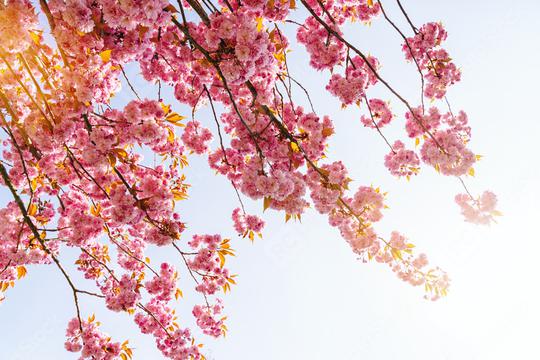 Beautiful cherry blossom in spring time  : Stock Photo or Stock Video Download rcfotostock photos, images and assets rcfotostock | RC Photo Stock.: