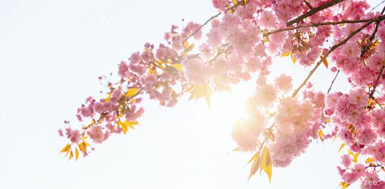 Beautiful cherry blossom in spring time over blue sky and sunlight sky with copy space  : Stock Photo or Stock Video Download rcfotostock photos, images and assets rcfotostock | RC Photo Stock.: