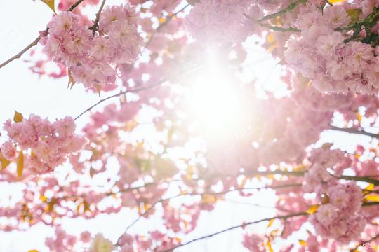 Beautiful cherry blossom sakura in spring time over blue sky  : Stock Photo or Stock Video Download rcfotostock photos, images and assets rcfotostock | RC Photo Stock.: