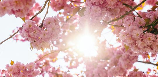 Beautiful cherry blossom with sunlight in spring time over blue sky  : Stock Photo or Stock Video Download rcfotostock photos, images and assets rcfotostock | RC Photo Stock.: