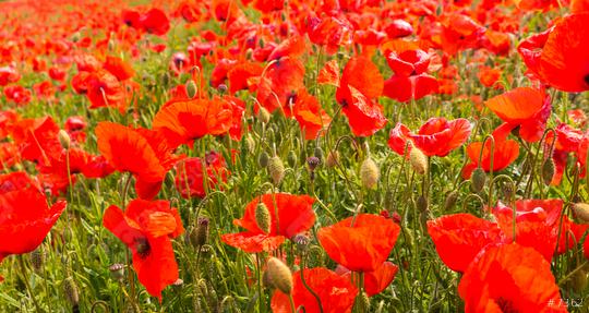 Beautiful field of red poppies  : Stock Photo or Stock Video Download rcfotostock photos, images and assets rcfotostock | RC-Photo-Stock.: