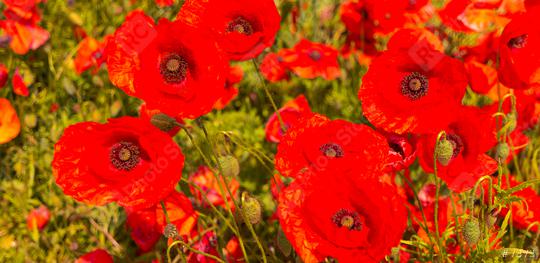Beautiful field of red poppies  : Stock Photo or Stock Video Download rcfotostock photos, images and assets rcfotostock | RC Photo Stock.: