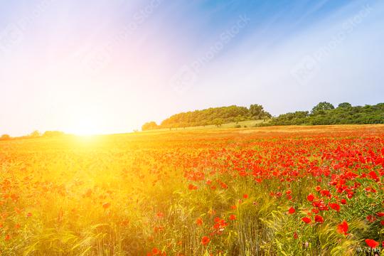 Beautiful field of red poppies in the sunset light.   : Stock Photo or Stock Video Download rcfotostock photos, images and assets rcfotostock | RC Photo Stock.:
