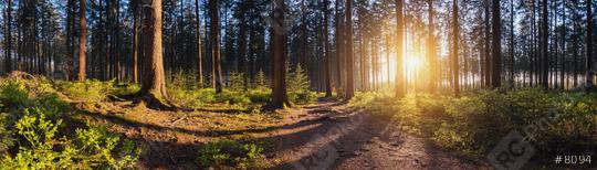 beautiful forest at sunset panroama  : Stock Photo or Stock Video Download rcfotostock photos, images and assets rcfotostock | RC Photo Stock.: