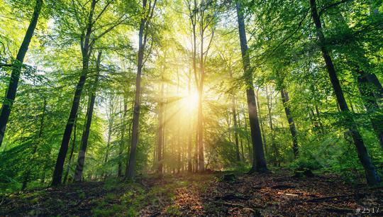 Beautiful forest in spring with bright sun shining through the trees   : Stock Photo or Stock Video Download rcfotostock photos, images and assets rcfotostock | RC Photo Stock.: