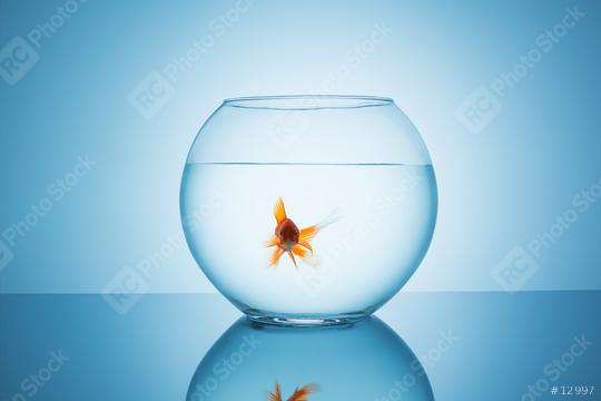 beautiful goldfish in a fishbowl  : Stock Photo or Stock Video Download rcfotostock photos, images and assets rcfotostock | RC-Photo-Stock.: