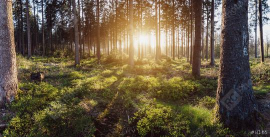beautiful green forest sunset panroama  : Stock Photo or Stock Video Download rcfotostock photos, images and assets rcfotostock | RC Photo Stock.: