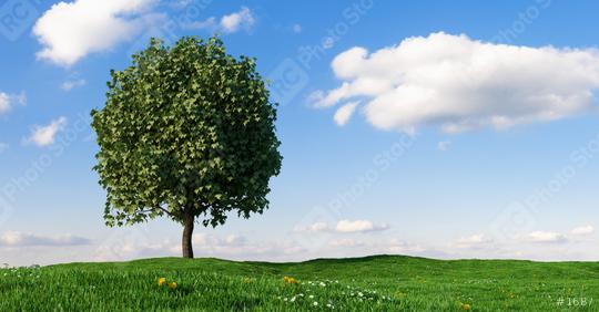 Beautiful landscape with lone tree stands in a green field, copy space for individual text  : Stock Photo or Stock Video Download rcfotostock photos, images and assets rcfotostock | RC Photo Stock.: