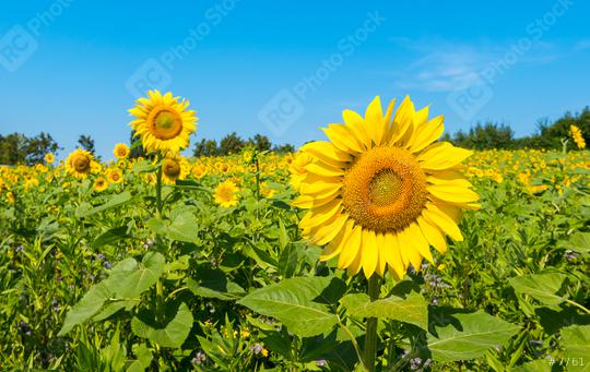 Beautiful landscape with sunflower field   : Stock Photo or Stock Video Download rcfotostock photos, images and assets rcfotostock | RC Photo Stock.: