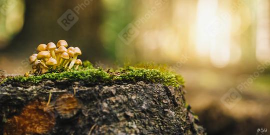 beautiful mushroom in grass on a tree trunk, autumn season. little fresh mushroom on moss, growing in Autumn Forest. copyspace for your individual text,  : Stock Photo or Stock Video Download rcfotostock photos, images and assets rcfotostock | RC-Photo-Stock.: