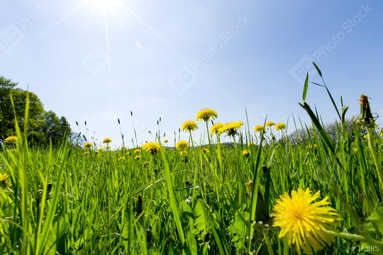 Beautiful nature in the village. Blue sky with white clouds, green grass, yellow field of dandelions and rapeseed.  : Stock Photo or Stock Video Download rcfotostock photos, images and assets rcfotostock | RC Photo Stock.: